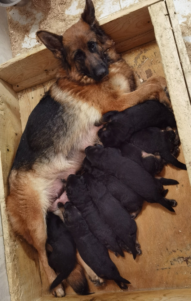 Du val de la houée - Chiots disponibles - Berger Allemand