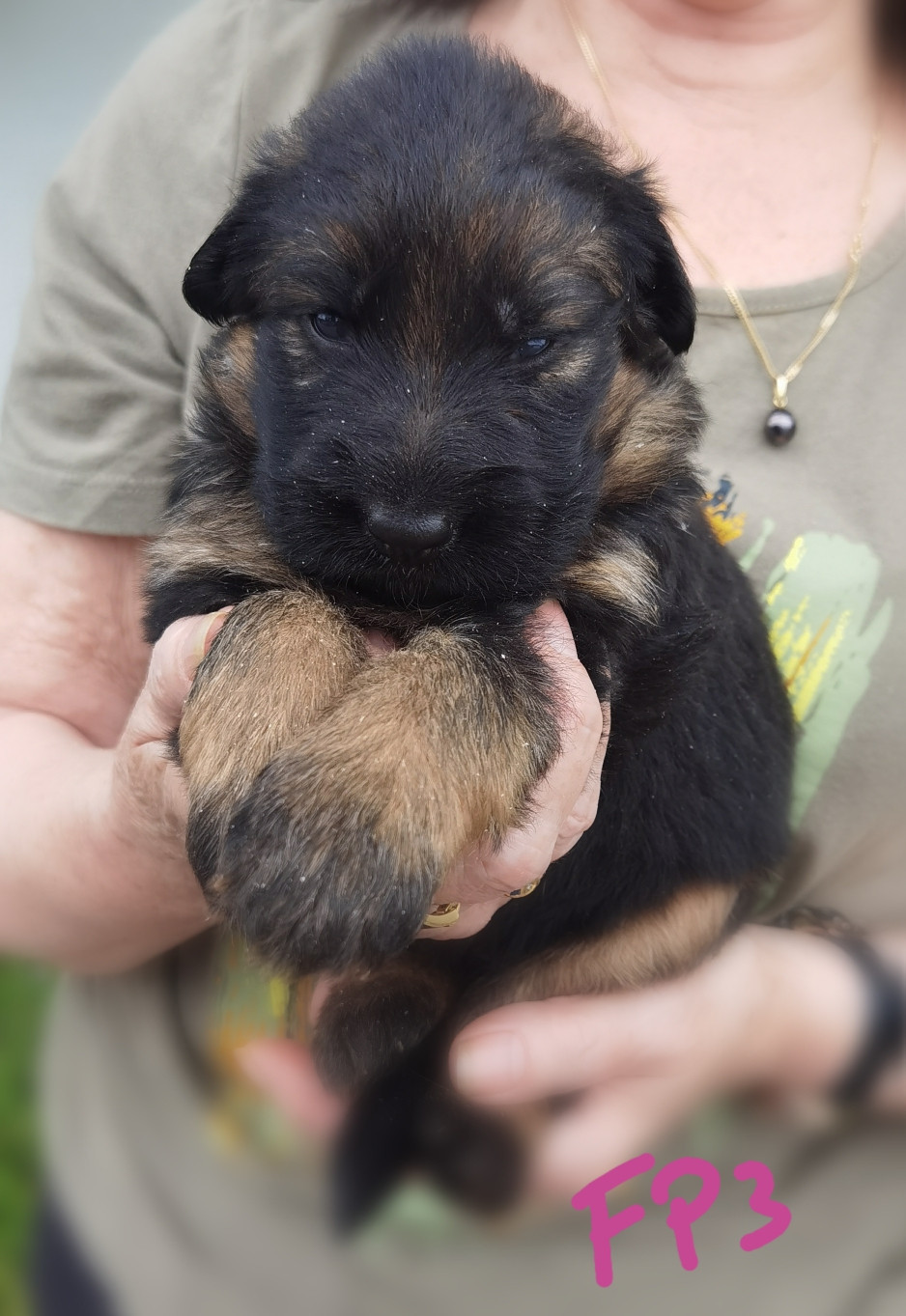 Du val de la houée - Chiots disponibles - Berger Allemand
