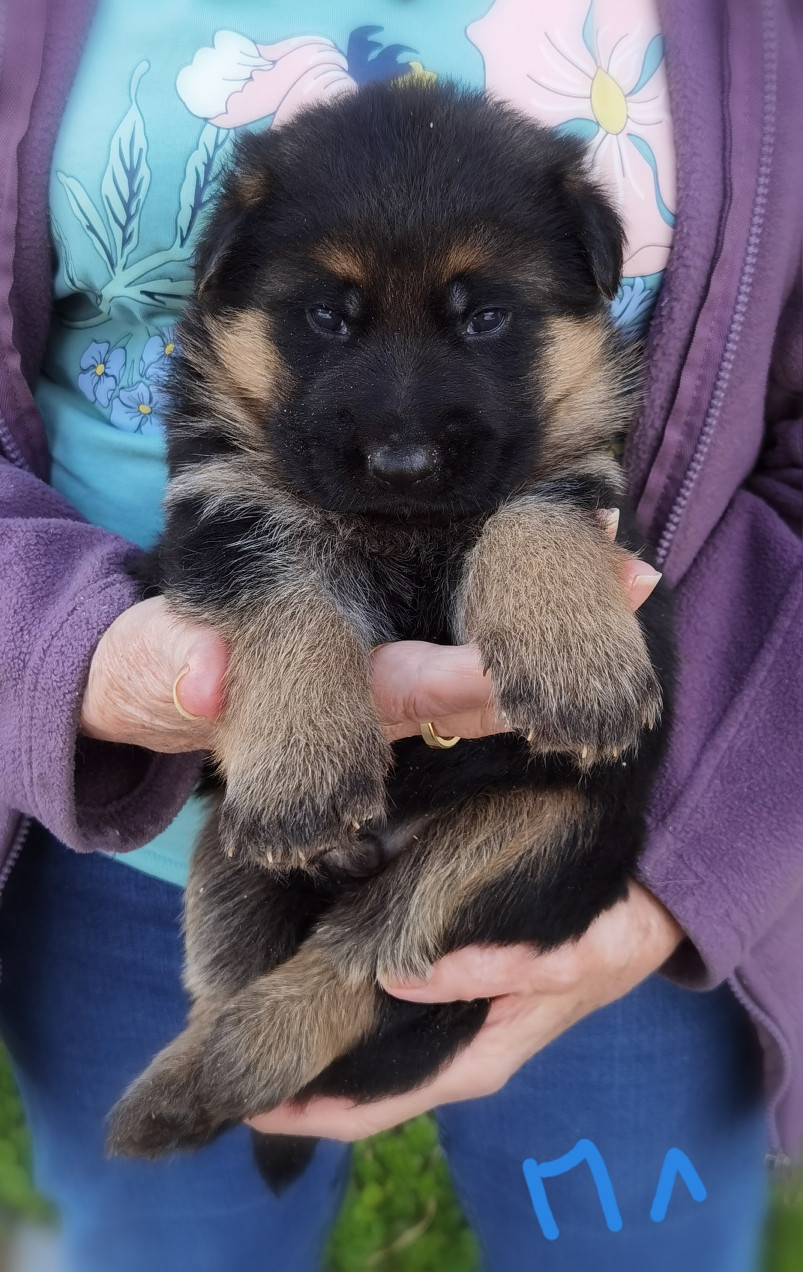 Du val de la houée - Chiots disponibles - Berger Allemand