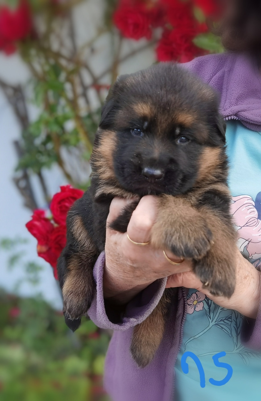 Du val de la houée - Chiots disponibles - Berger Allemand