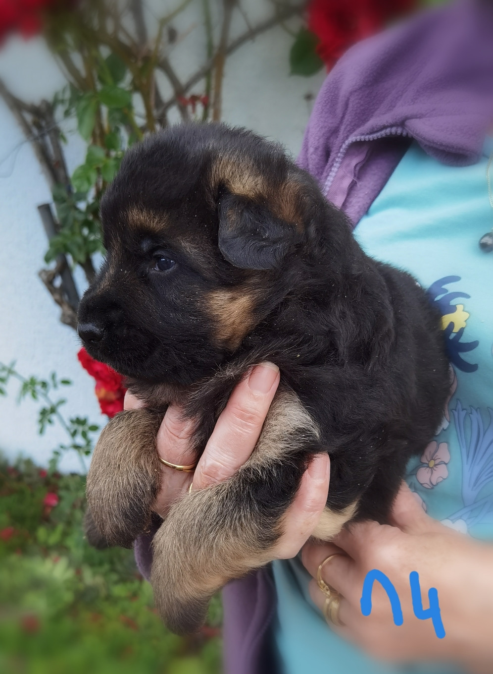 Du val de la houée - Chiots disponibles - Berger Allemand