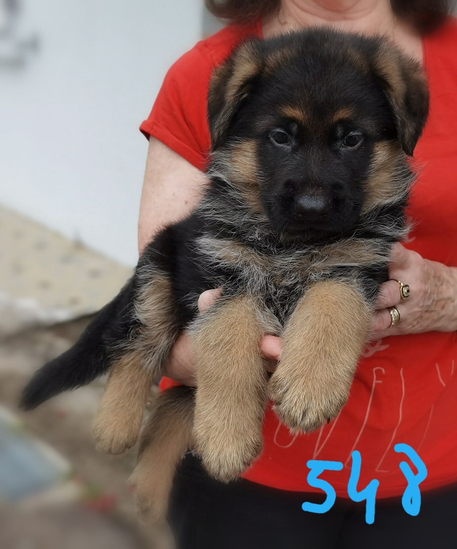 Du val de la houée - Chiots disponibles - Berger Allemand