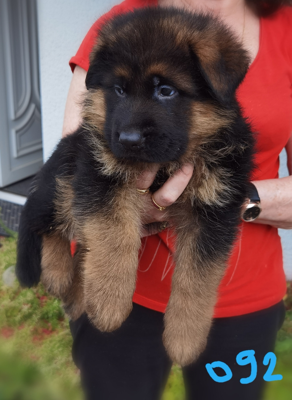 Du val de la houée - Chiots disponibles - Berger Allemand