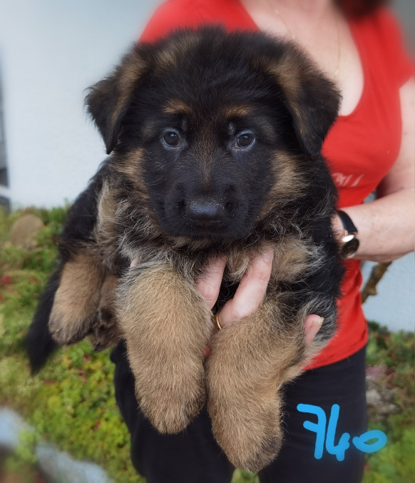 Du val de la houée - Chiots disponibles - Berger Allemand