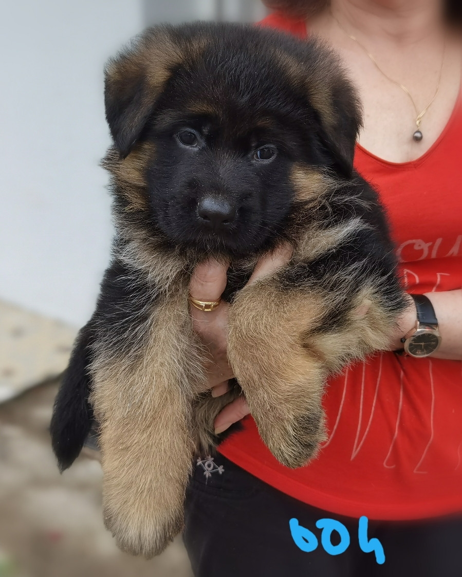 Du val de la houée - Chiots disponibles - Berger Allemand