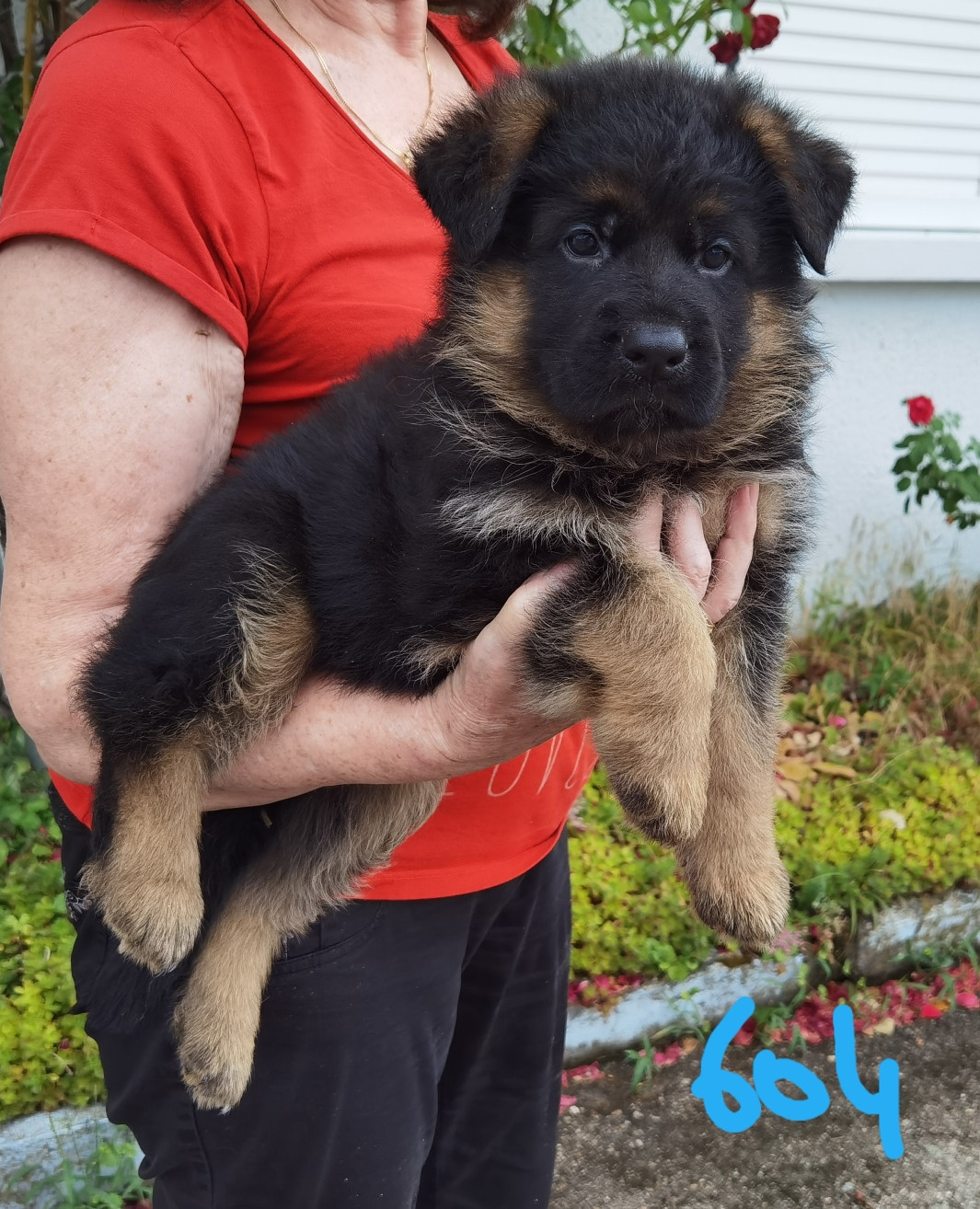 Du val de la houée - Chiots disponibles - Berger Allemand