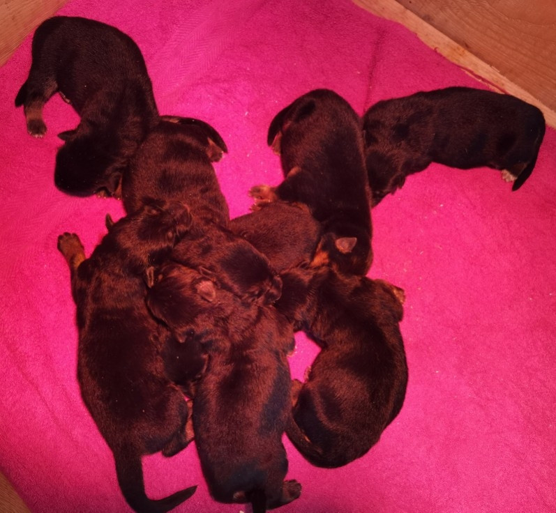 Du val de la houée - Chiots disponibles - Berger Allemand