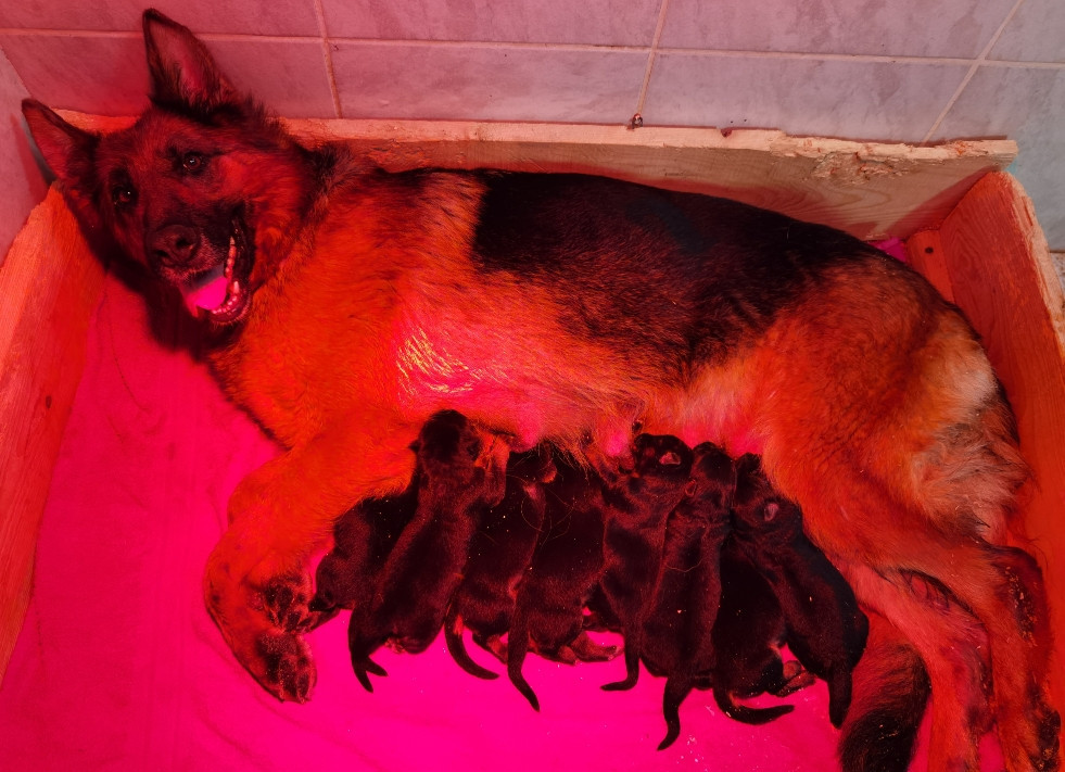 Du val de la houée - Chiots disponibles - Berger Allemand