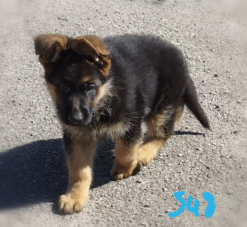 Du val de la houée - Chiots disponibles - Berger Allemand