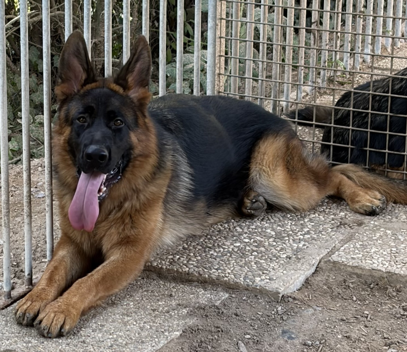Du val de la houée - Chiots disponibles - Berger Allemand