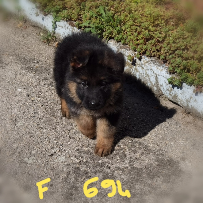 Du val de la houée - Chiots disponibles - Berger Allemand