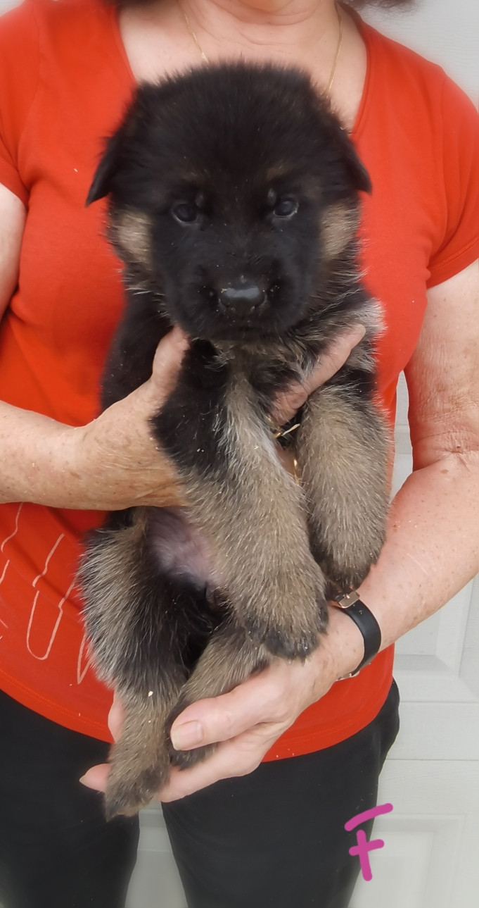 Du val de la houée - Chiots disponibles - Berger Allemand