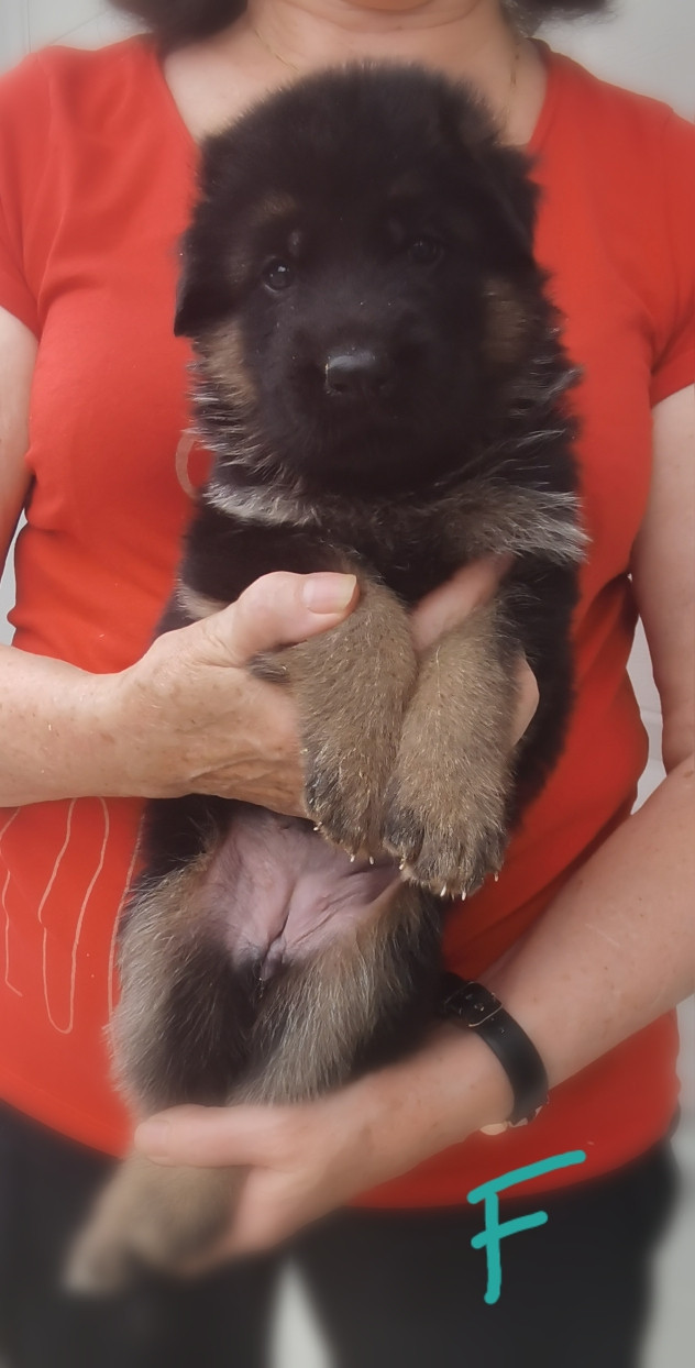 Du val de la houée - Chiots disponibles - Berger Allemand