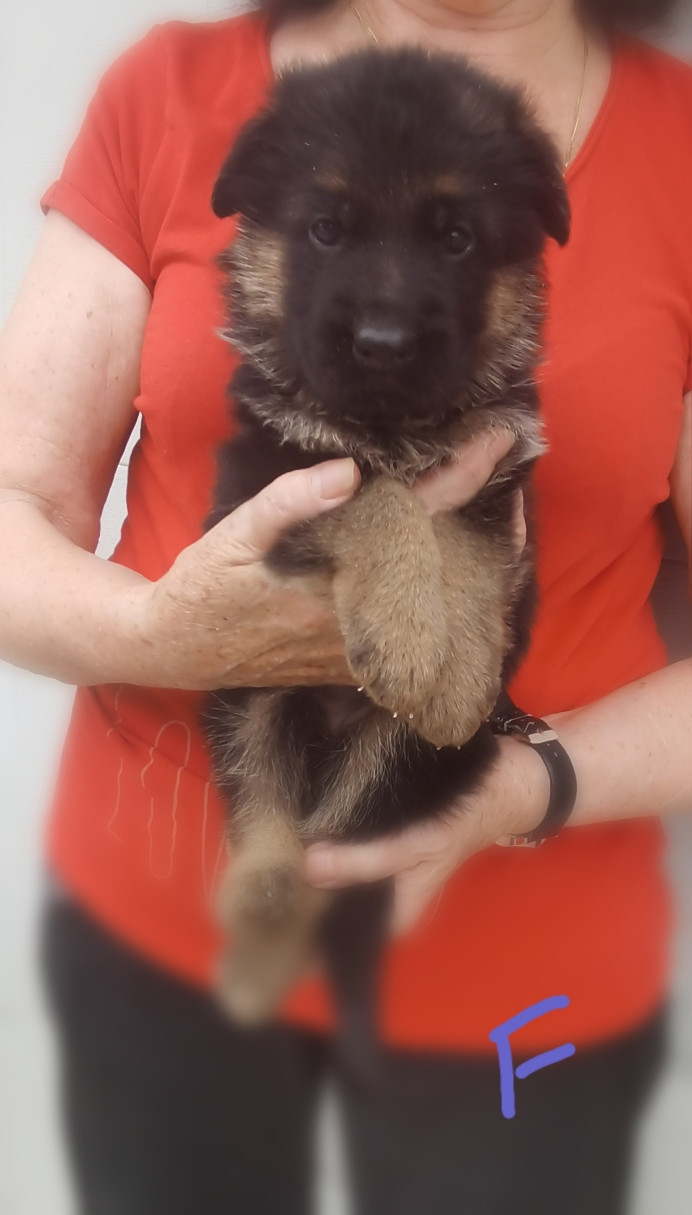 Du val de la houée - Chiots disponibles - Berger Allemand