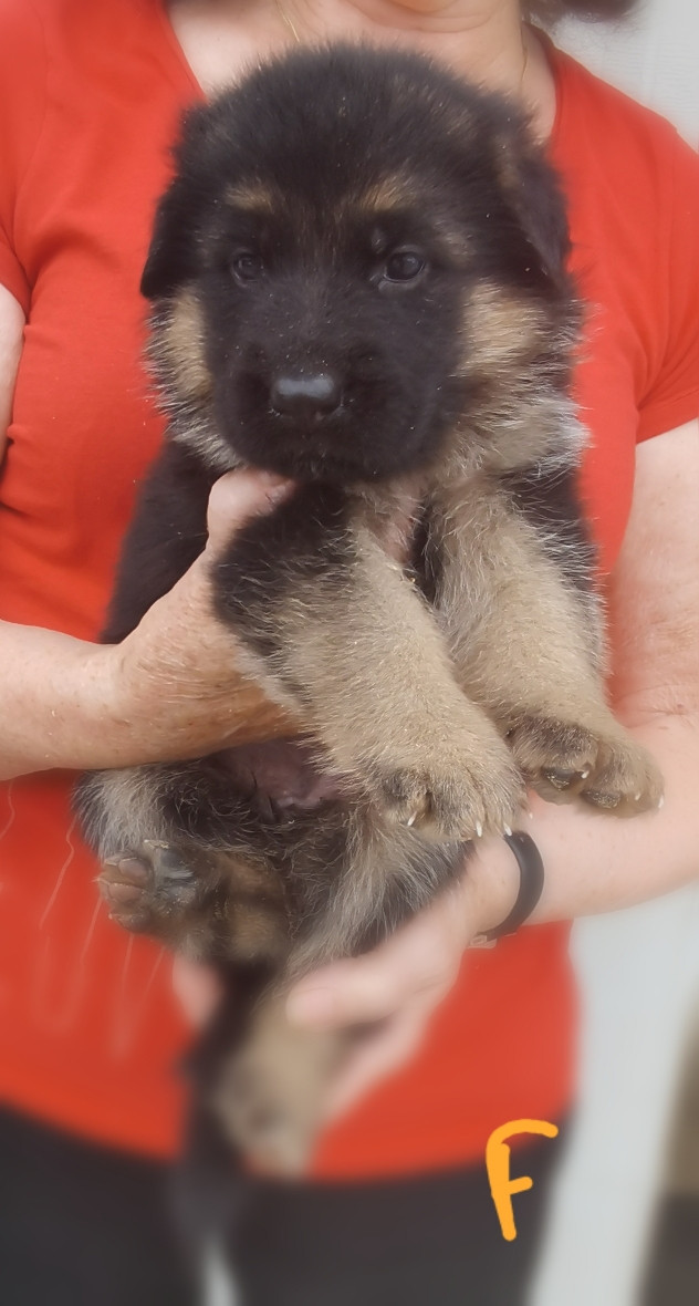 Du val de la houée - Chiots disponibles - Berger Allemand