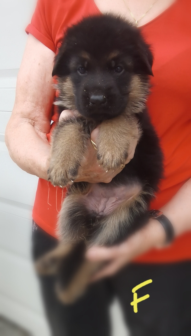 Du val de la houée - Chiots disponibles - Berger Allemand