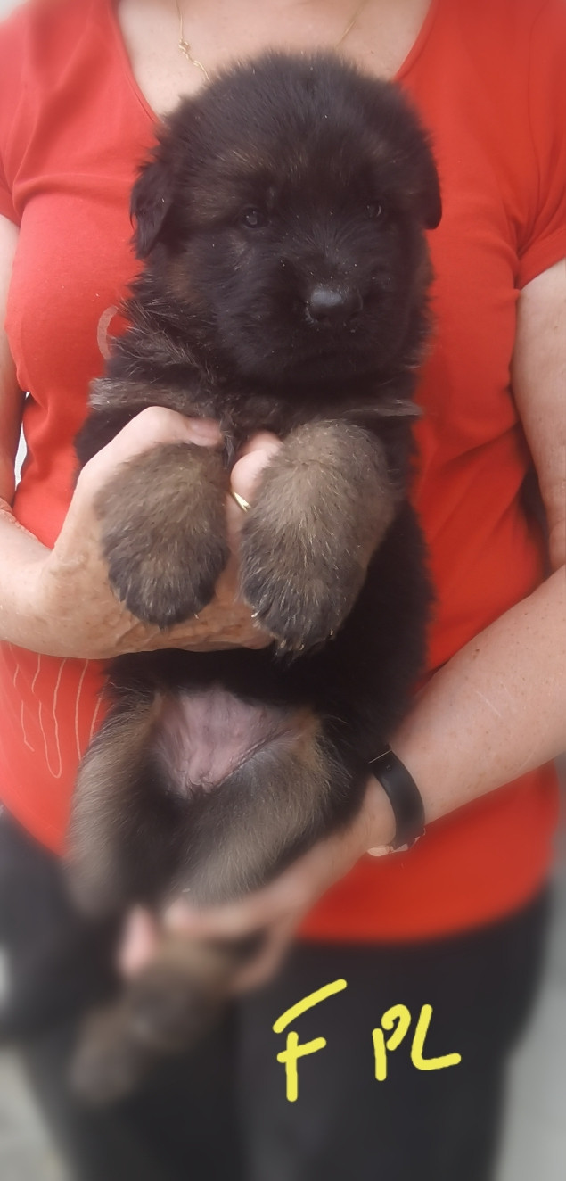 Du val de la houée - Chiots disponibles - Berger Allemand