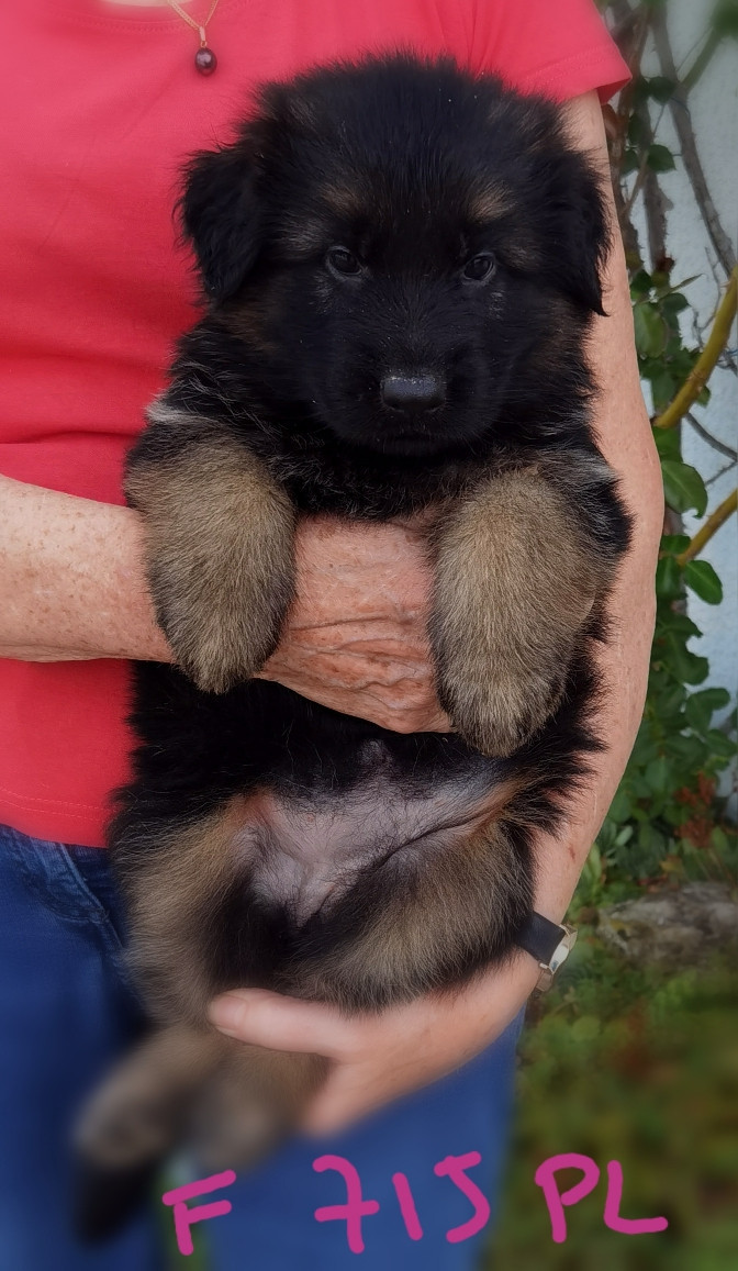 Du val de la houée - Chiots disponibles - Berger Allemand