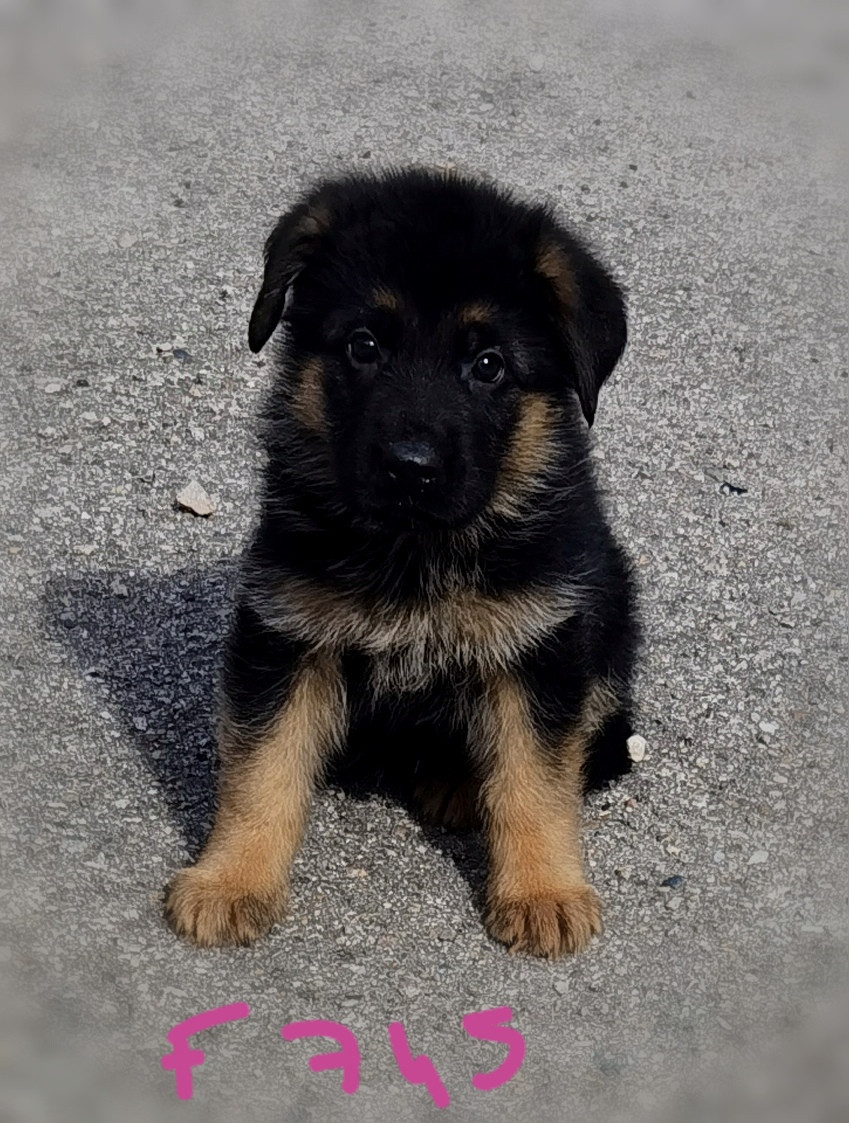 Du val de la houée - Chiots disponibles - Berger Allemand