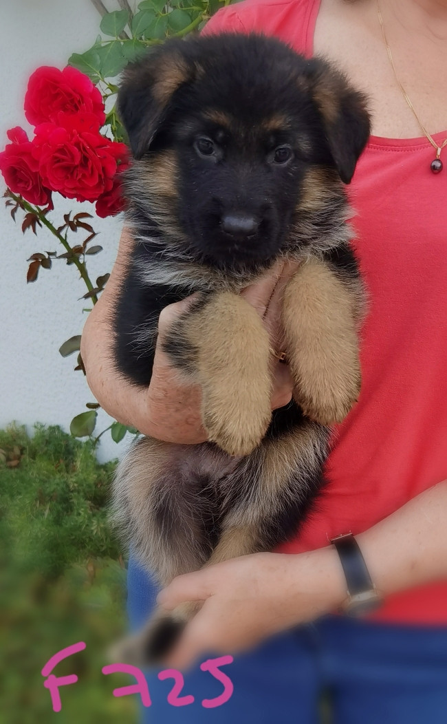 Du val de la houée - Chiots disponibles - Berger Allemand