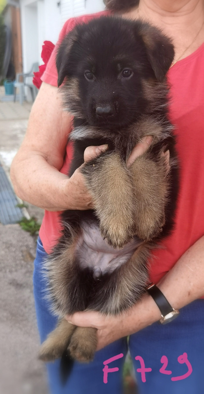 Du val de la houée - Chiots disponibles - Berger Allemand