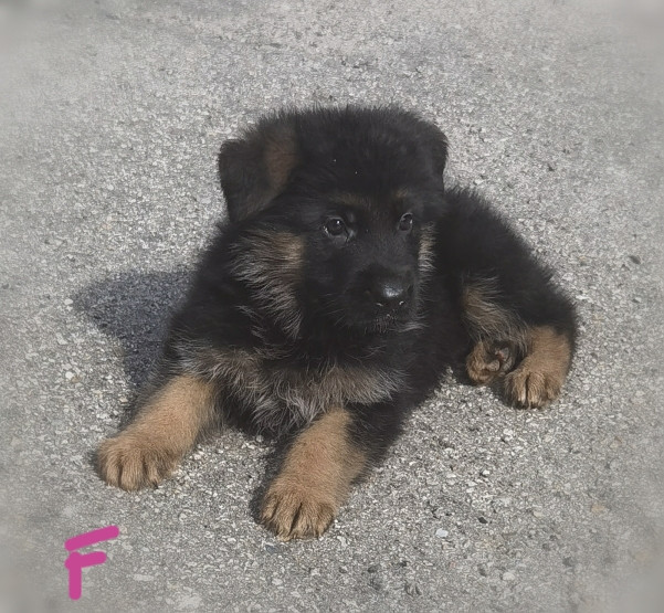 Du val de la houée - Chiots disponibles - Berger Allemand