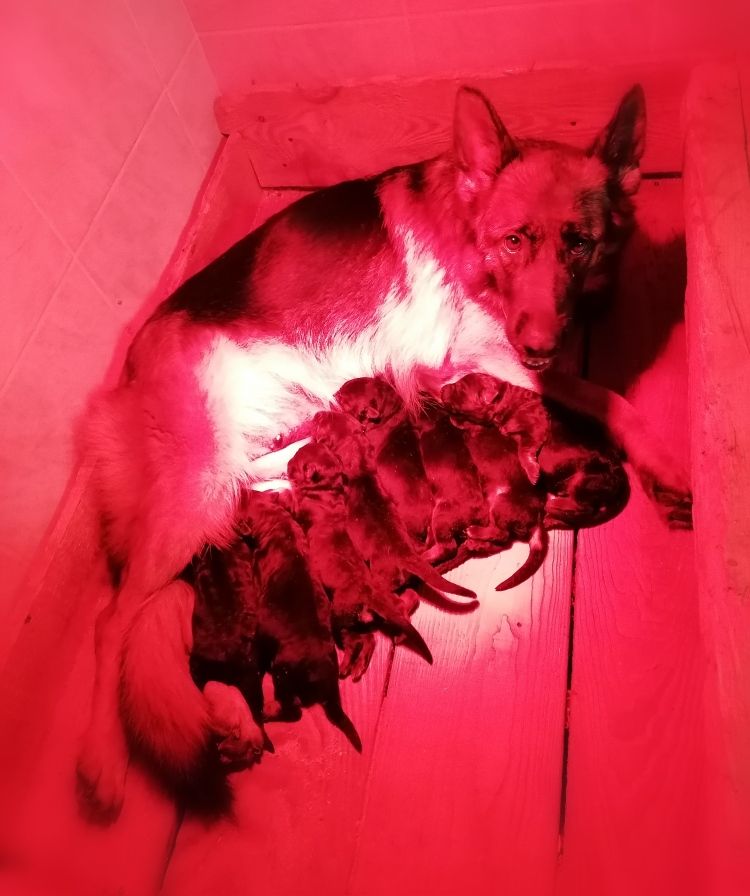 Chiot Berger Allemand Du val de la houée