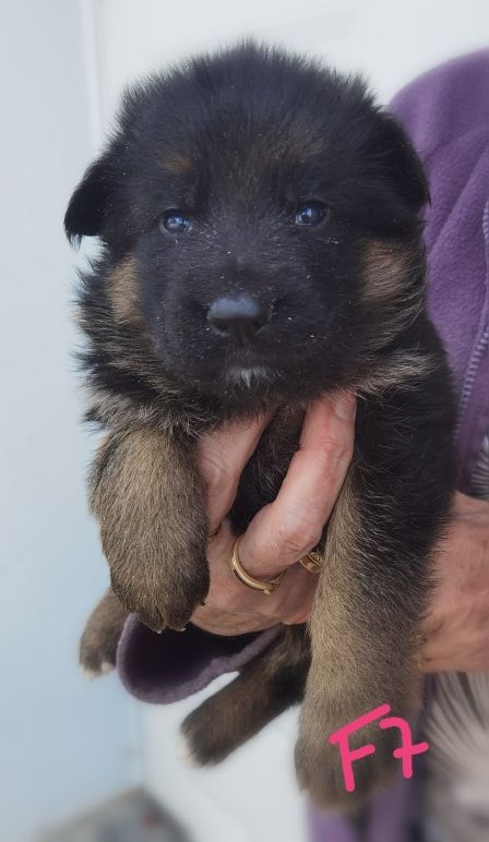 Du val de la houée - Chiots disponibles - Berger Allemand