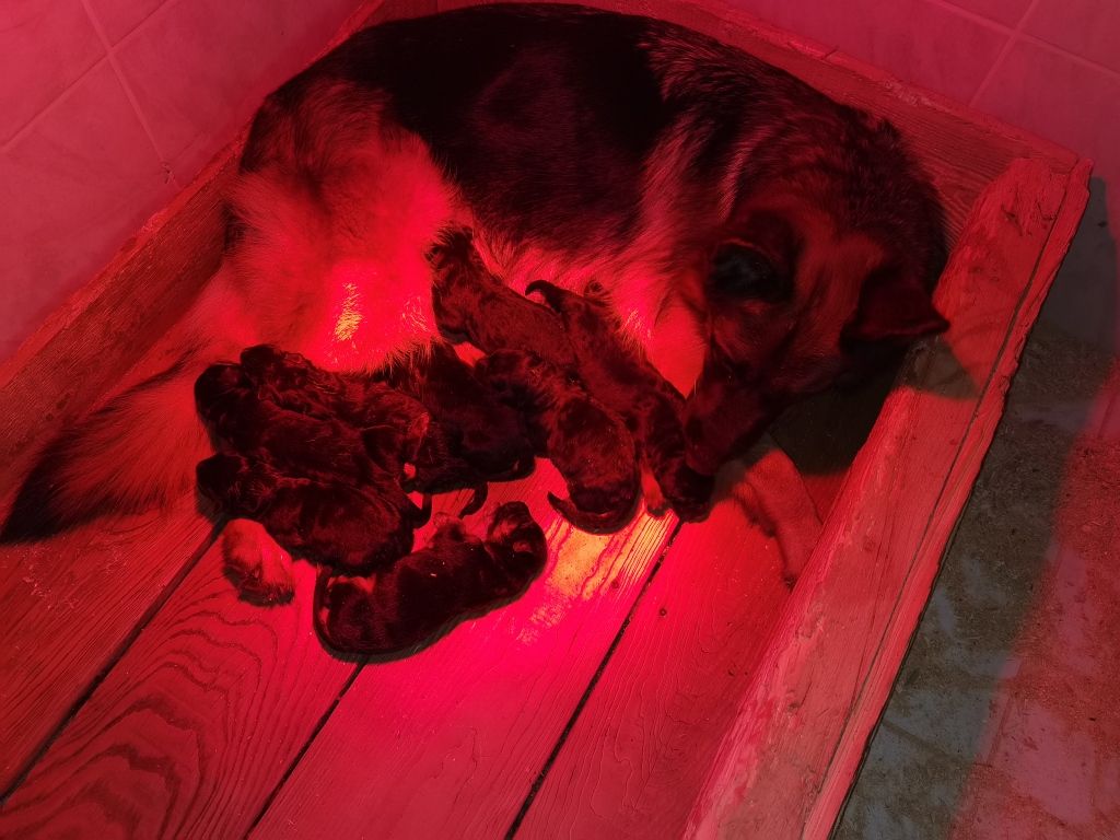Du val de la houée - Chiots disponibles - Berger Allemand