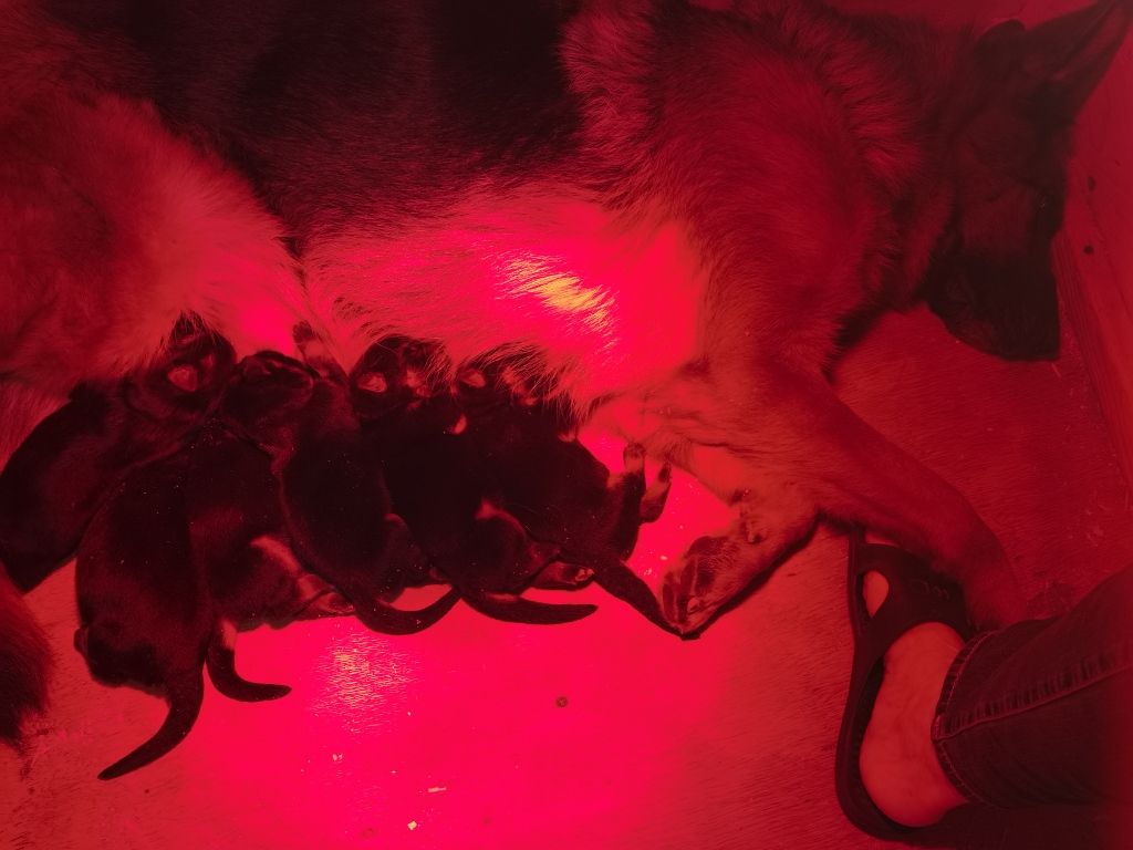 Du val de la houée - Chiots disponibles - Berger Allemand