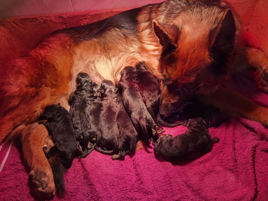 Du val de la houée - Chiots disponibles - Berger Allemand