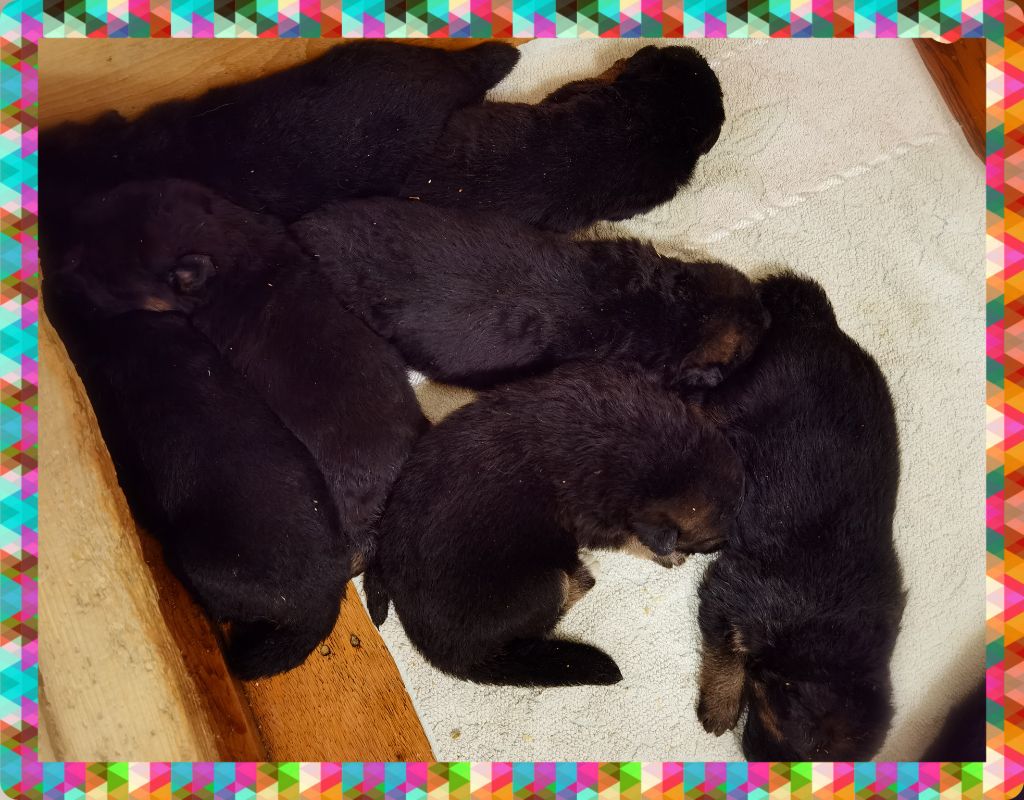 Du val de la houée - Chiots disponibles - Berger Allemand