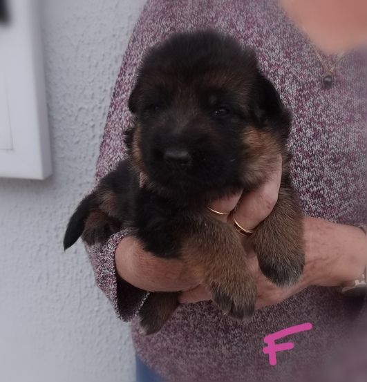 Du val de la houée - Chiots disponibles - Berger Allemand