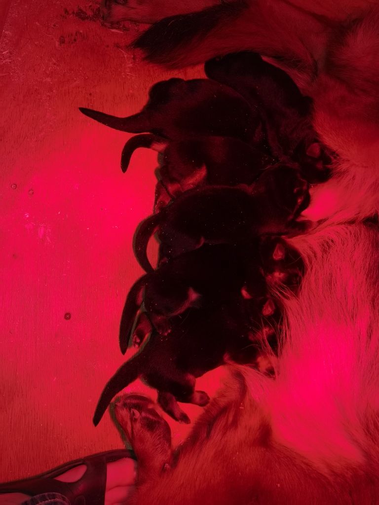 Du val de la houée - Chiots disponibles - Berger Allemand