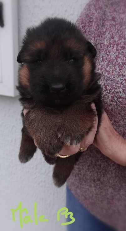 Du val de la houée - Berger Allemand - Portée née le 22/09/2025