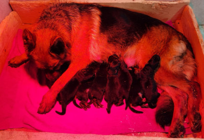 CHIOT 2