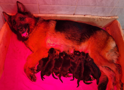 CHIOT 7