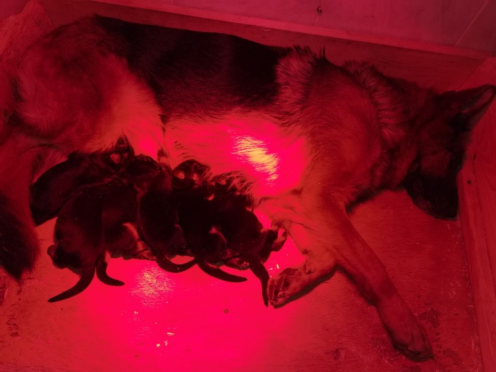 Du val de la houée - Chiots disponibles - Berger Allemand