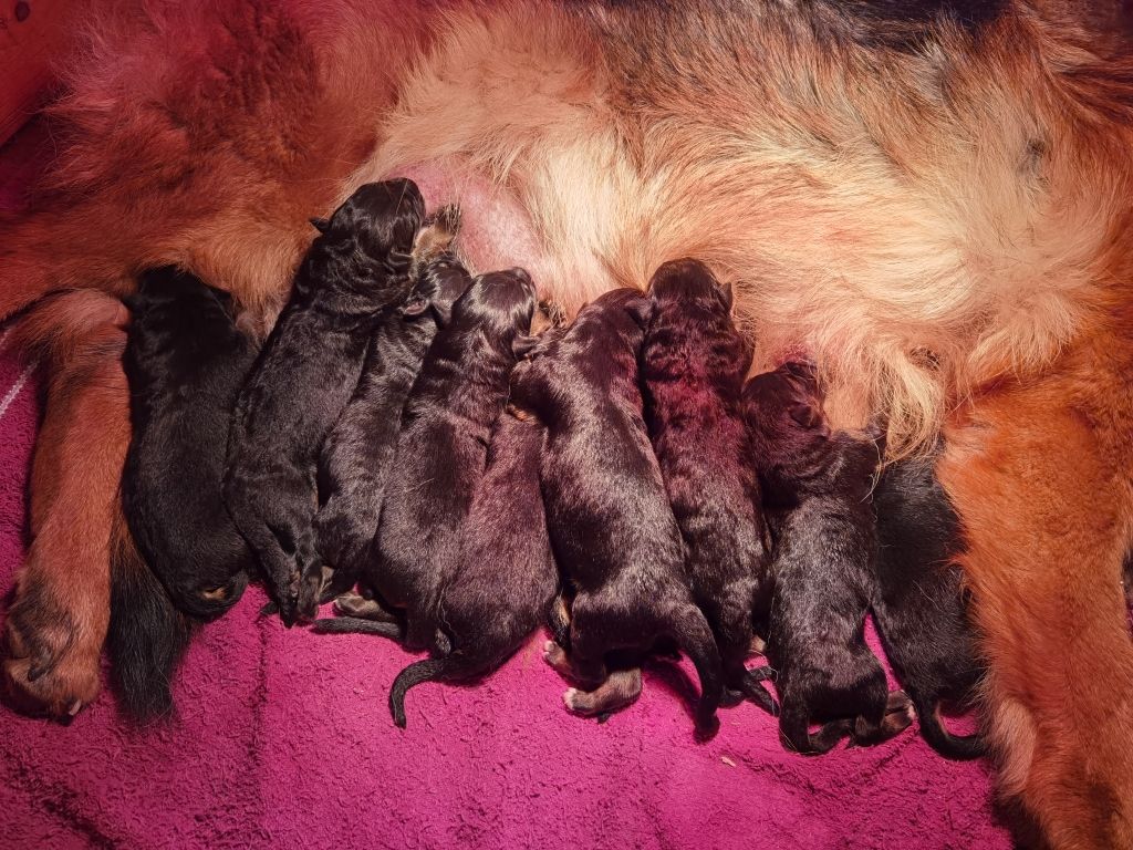 Du val de la houée - Chiots disponibles - Berger Allemand