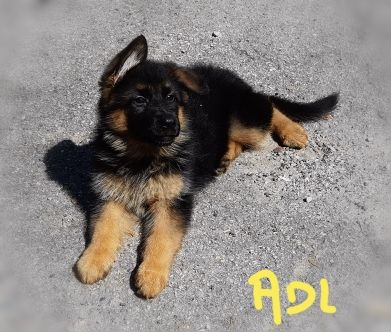 Du val de la houée - Chiots disponibles - Berger Allemand