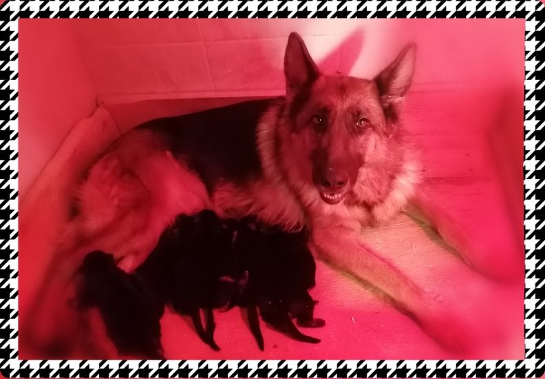 Chiot Berger Allemand Du val de la houée