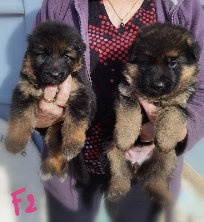 Du val de la houée - Chiots disponibles - Berger Allemand