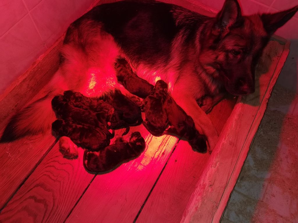 Du val de la houée - Chiots disponibles - Berger Allemand