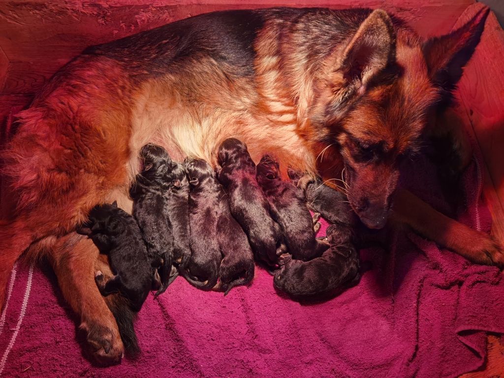 Chiot Berger Allemand Du val de la houée